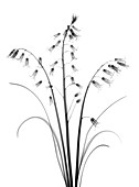Bluebells (Hyacinthoides non-scripta), X-ray