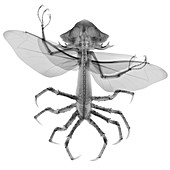 Alien insect hybrid, X-ray