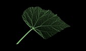 Begonia leaf (Begonia crenata), X-ray