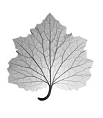 Ragwort senetti (Pericallis sp.) leaf, X-ray