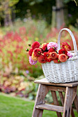 Korb mit frisch geschnittenen Dahlien-Blüten