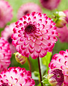 Dahlia Little Robert