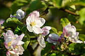 Apfelblüten am Baum