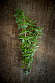 Sprigs of Oregano on a wooden background