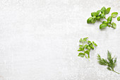 Basil, lovage and dill on a light background
