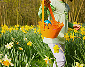 Girl with basket enjoying Easter egg hunt in sunny daffodil field