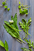 Postelein, Rucola und Bärlauch mit Blättern und Blüten