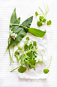 Purslane and wild garlic with leaves and flowers