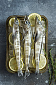 Raw mackerel icefish in tray with ice and lemon