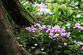 Flowering autumn alpine violets