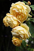 English rose 'Golden Celebration'