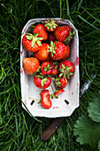 Freshly picked strawberries in a cardboard punnet on the grass