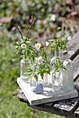 Wood anemones in glass bottles