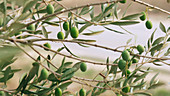 A person picking green olives from a tree