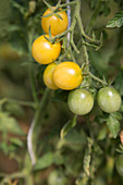 Yellow tomatoes on the plant