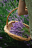 Basket of fresh lavender