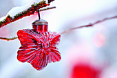 Red, star-shaped Christmas-tree decoration hung from snowy twig