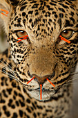Leopard in taxidermy workshop