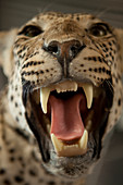 Stuffed leopard