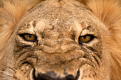 Stuffed lion's head