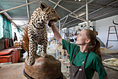 Leopard in taxidermy workshop