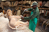 Taxidermy workshop