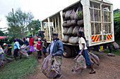 Harvesting tea, Kenya