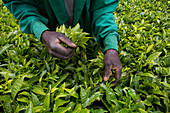 Harvesting tea, Kenya