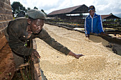 Drying raw coffee beans, Kenya