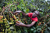 Harvesting coffee, Kenya