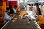 Biscuit production line, Afghanistan