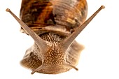 Garden snail head