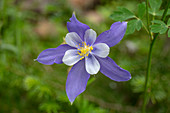 Rocky Mountain columbine (Aquilegia coerulea)