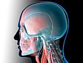 Human head anatomy, illustration