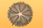 Fossil diatom, light micrograph