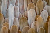 Oleander hawk moth wing scales, light micrograph