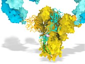 SARS-CoV-2 virus spike protein and antibodies, illustration