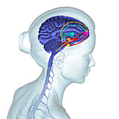 Brain reward pathway, illustration