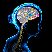 Brain reward pathway, illustration