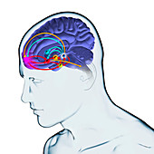 Brain reward pathway, illustration