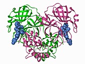 Coronavirus protease complex, illustration