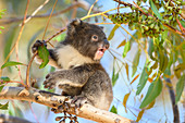 Young koala