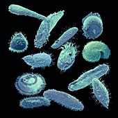 Ciliate diversity, SEM