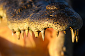 Saltwater crocodile teeth