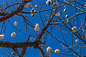 Pochote tree (Pachira quinata), Oaxaca, Mexico