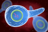 Tetanus bacteria, illustration