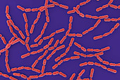 Oenococcus oeni bacteria, illustration