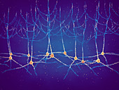 Pyramidal neurons, illustration