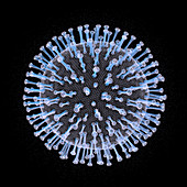 Coronavirus particle, illustration