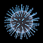 Coronavirus particle, illustration